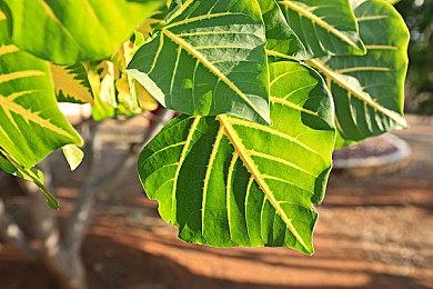 《绝地潜兵2》Steam好评数已超20万 玩家特别好评