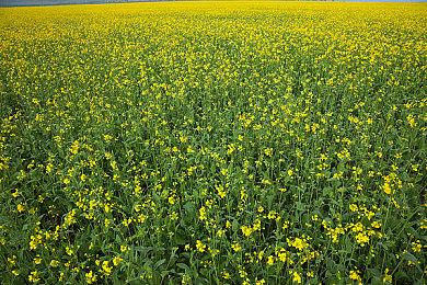 《The Front》9月3日开启封闭测试，新实机视频放出